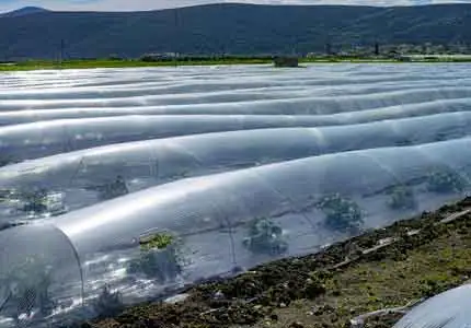 Ứng dụng ổn định polymer trong nông nghiệp